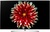 LG OLED55B7V