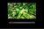 LG OLED65W8
