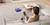 Dyson 360 VisNav (304623-01)