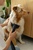 Gorenje SVC296449NMBL
