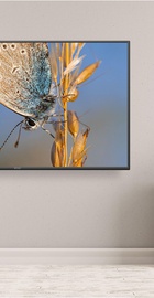 KIVI 50U600KD