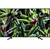Sony KD-43XG7096