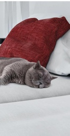 Hoover HP322PET 011