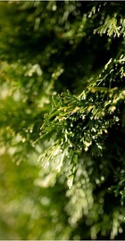 Sony SEL50F12GM 50mm f/1,2 GM