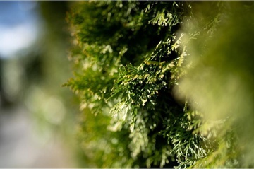 Sony SEL50F12GM 50mm f/1,2 GM